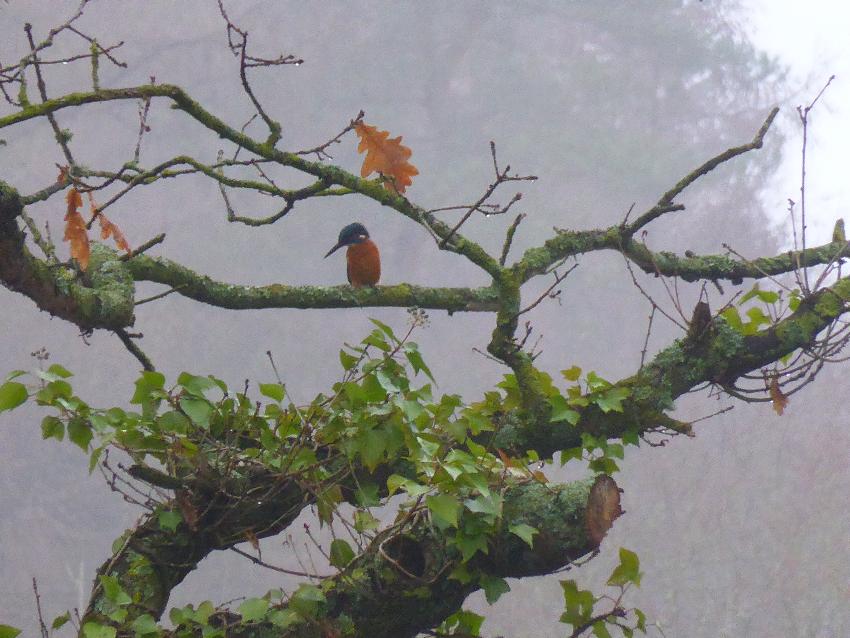  Kingfisher by towpath between Pontypool and Llanfoist - December 2016 