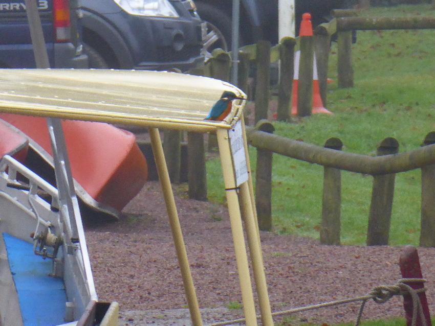  Kingfisher by towpath between Pontypool and Llanfoist - December 2016 