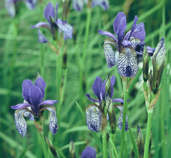 Picture of Iris sibirica 'Wealden Mystery'