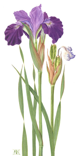 Iris Ruffled Velvet - Ruth Kirkby watercolur