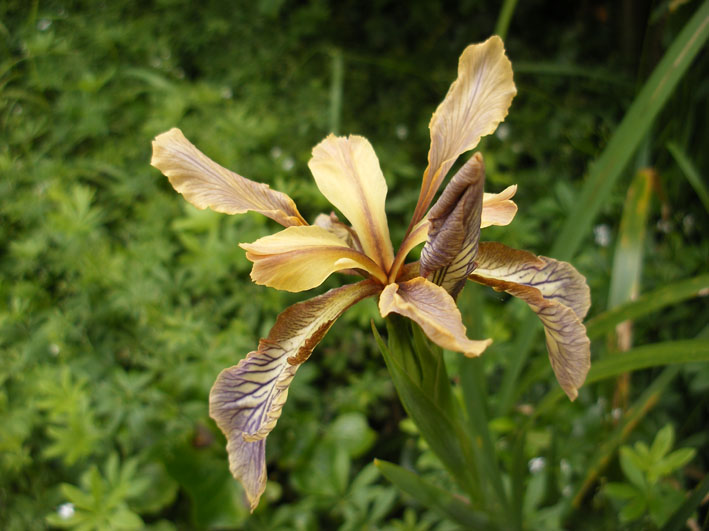 Iris foetidissma growing at Aulden Farm