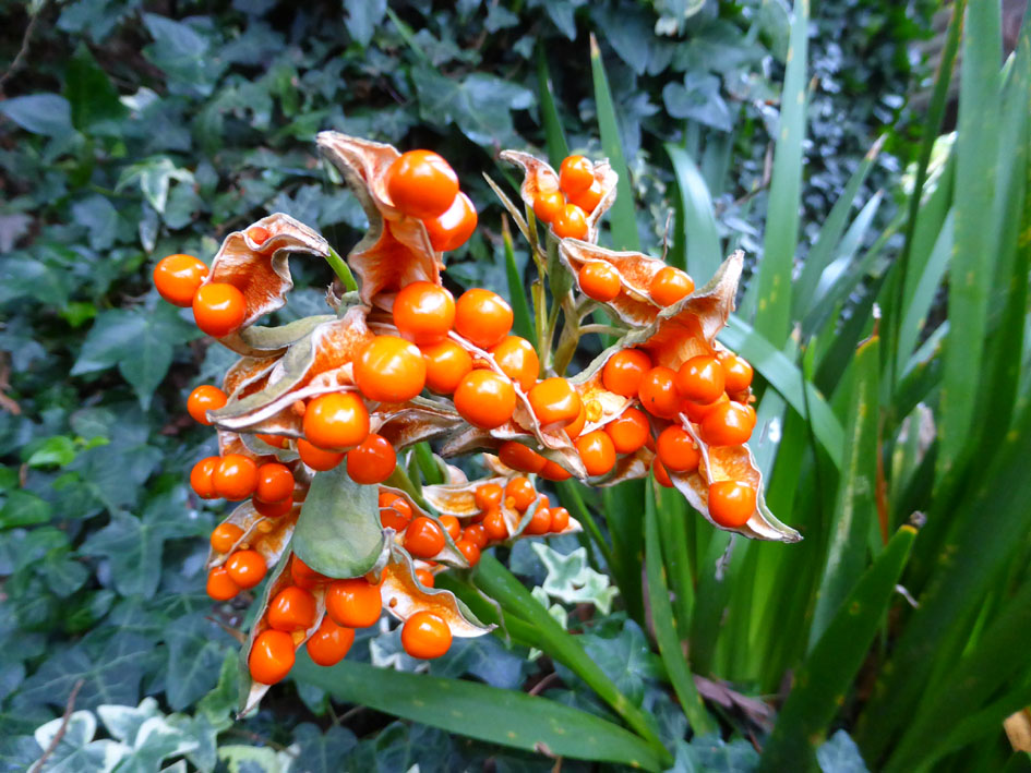 Iris foetidissma growing at Aulden Farm