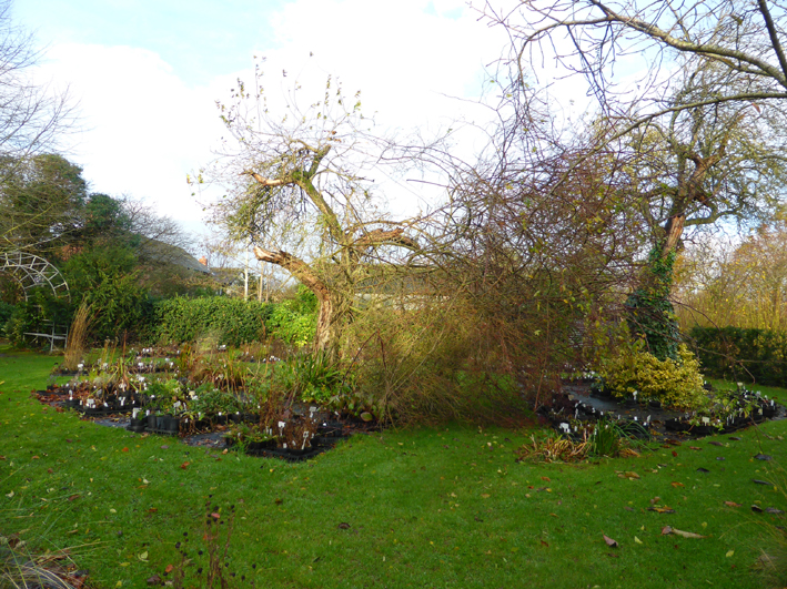  Tangle of Rose Bobbie James and a fallen apple tree 