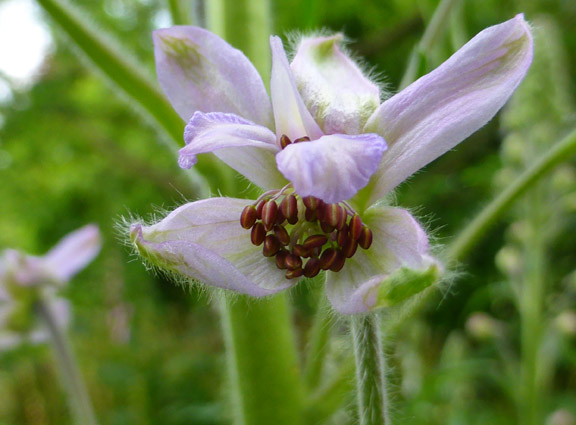  Delphinium requienii 