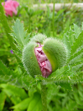  Papaver orientale - Oriental Poppy 