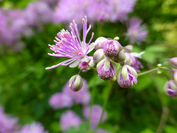  Thalictrum aguilegiifolium 