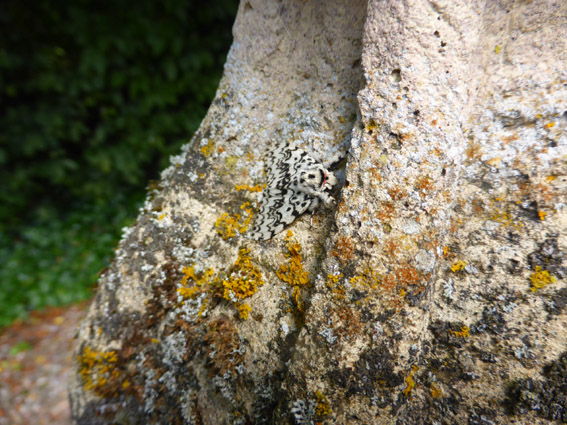  chess piece close-up with moth 