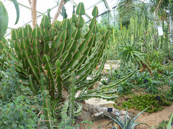 inside the glasshouses