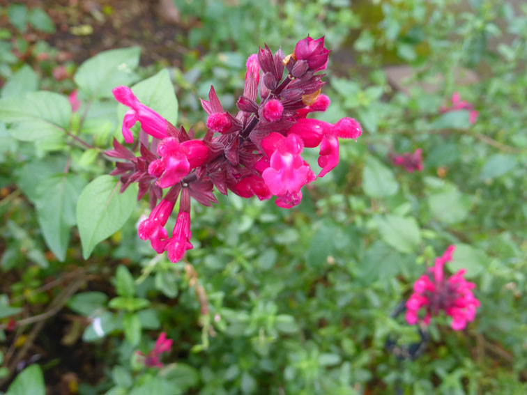 one of the many salvias in flower