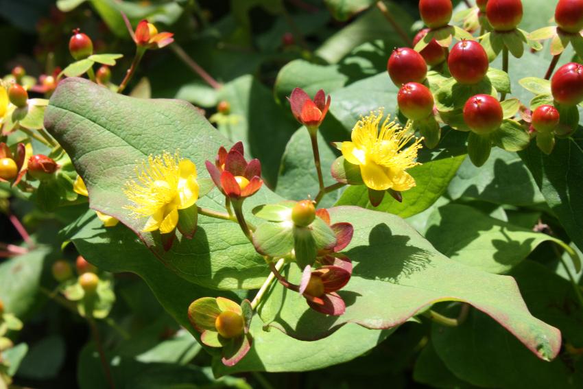  Hypericum at The Cross, Coddington 